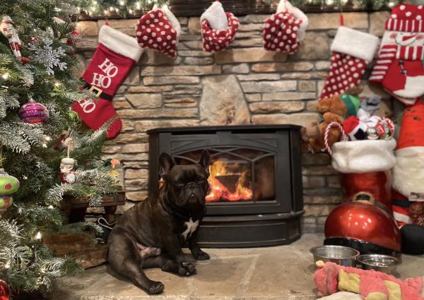 /Images/uploads/Long Island Bulldog Rescue/LIBR-2025-Calendar/entries/32168thumb.jpg
